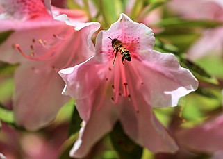 A bee flies around blooming flowers Thursday April 11, 2024 in North Little Rock. (Arkansas Democrat-Gazette/Staton Breidenthal).
